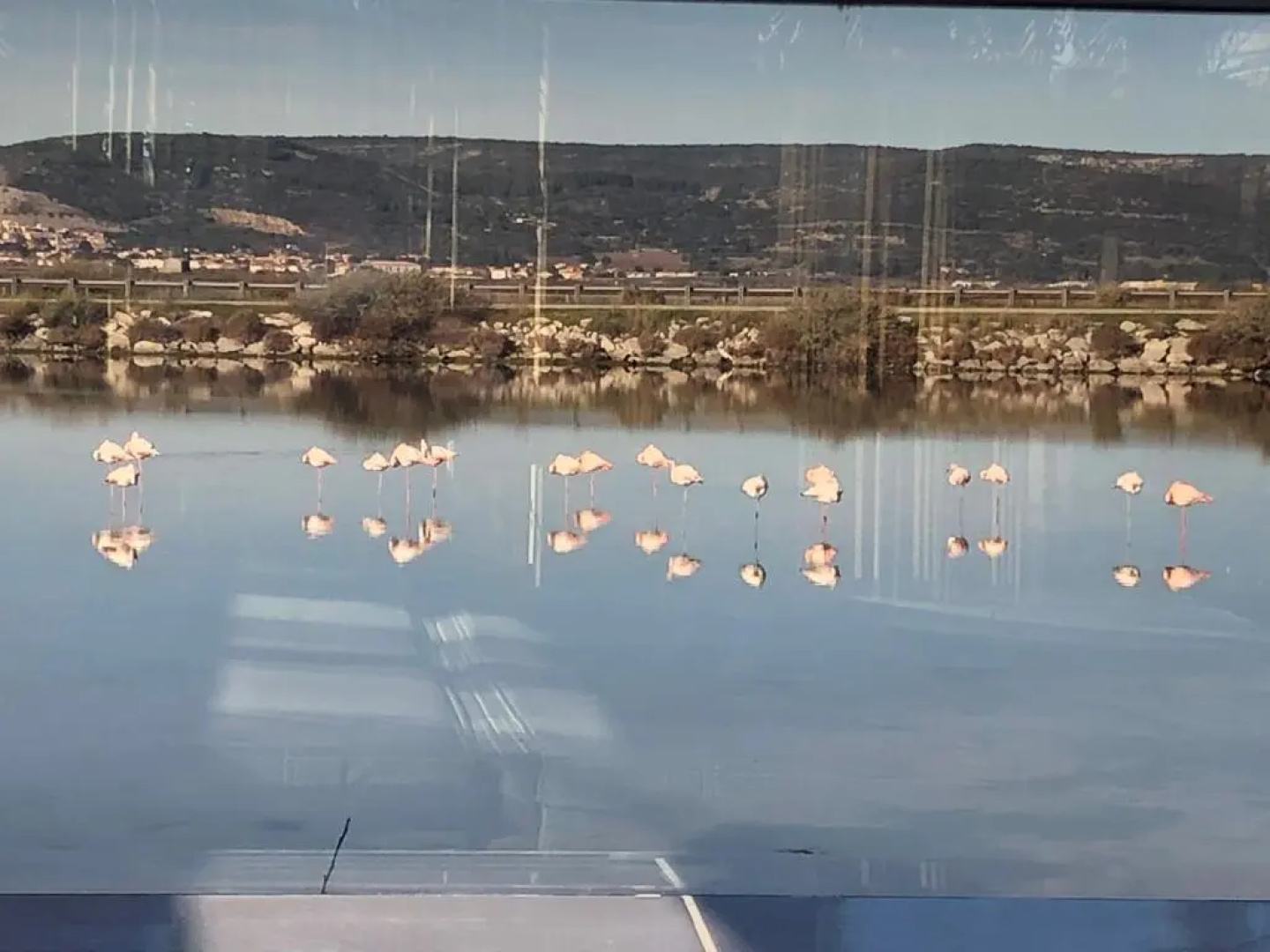Flamants Roses 3