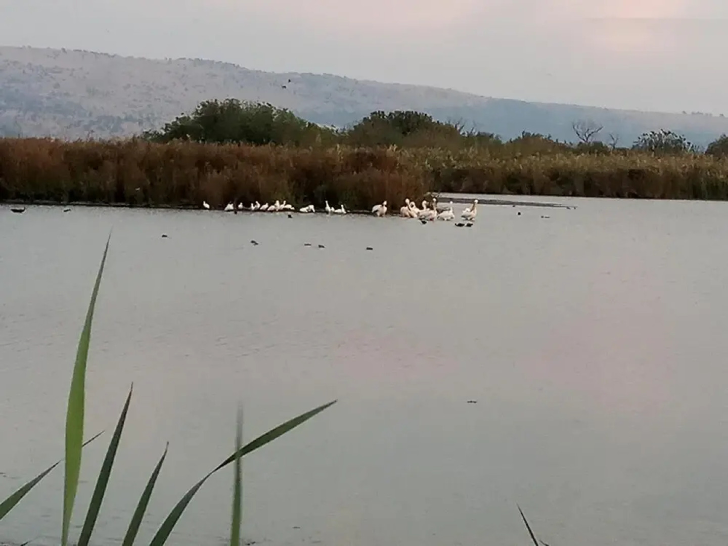 אצלנו - בגליל העליון