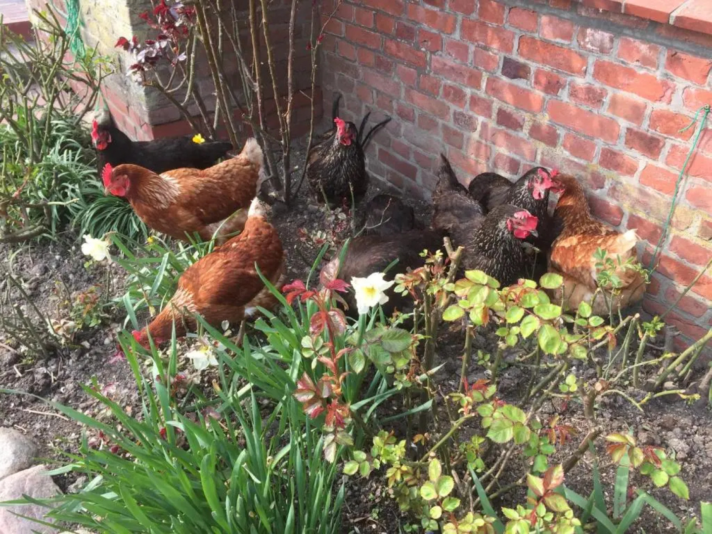 Schäferwagen Tiny House auf dem Friesenhof