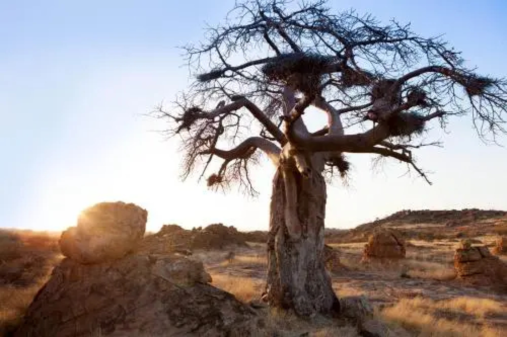 Tuli Game Reserve - Pride Rock Camp