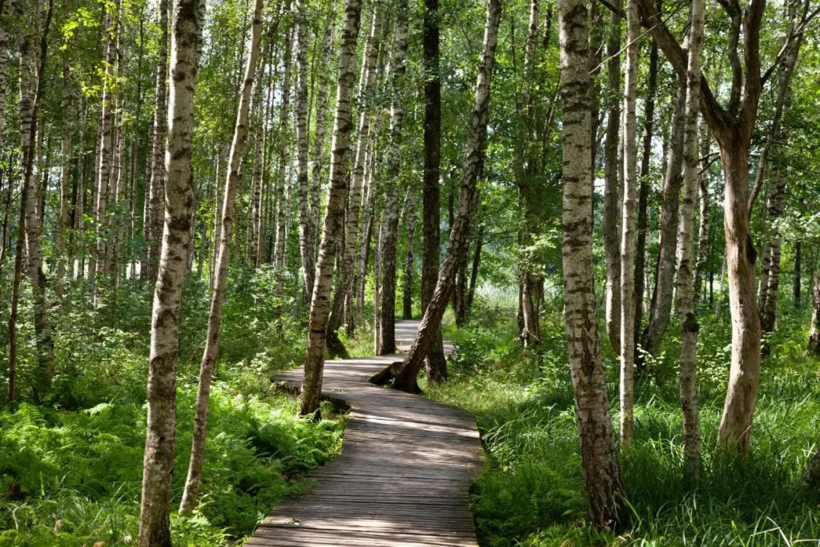 Centra apartamenti Elīza