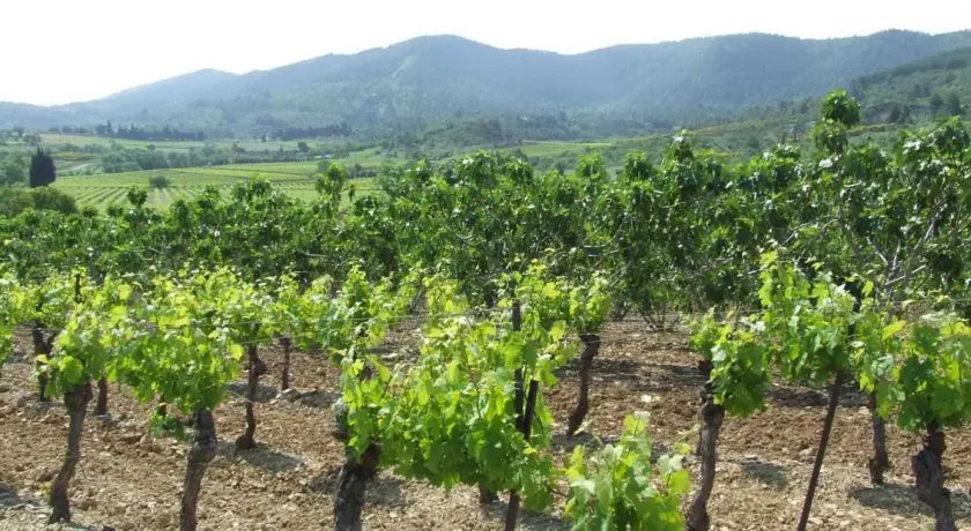 La Maison des Vendanges