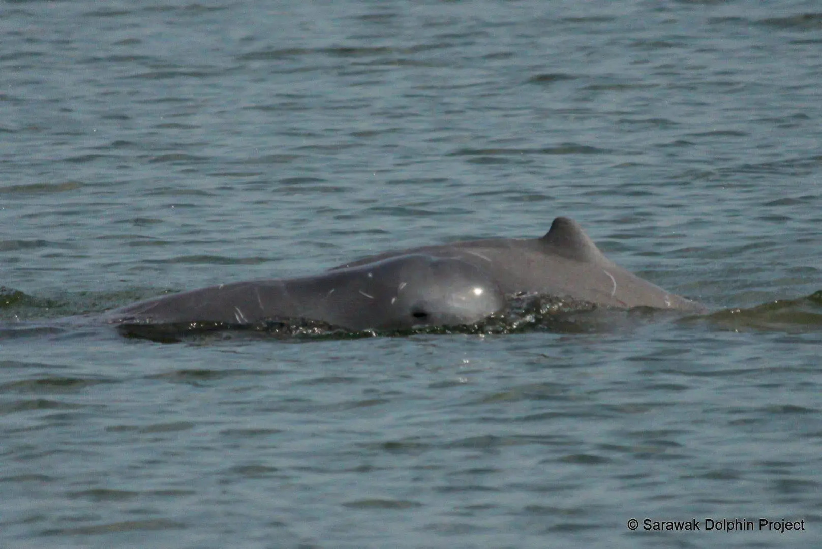 Permai Rainforest Resort