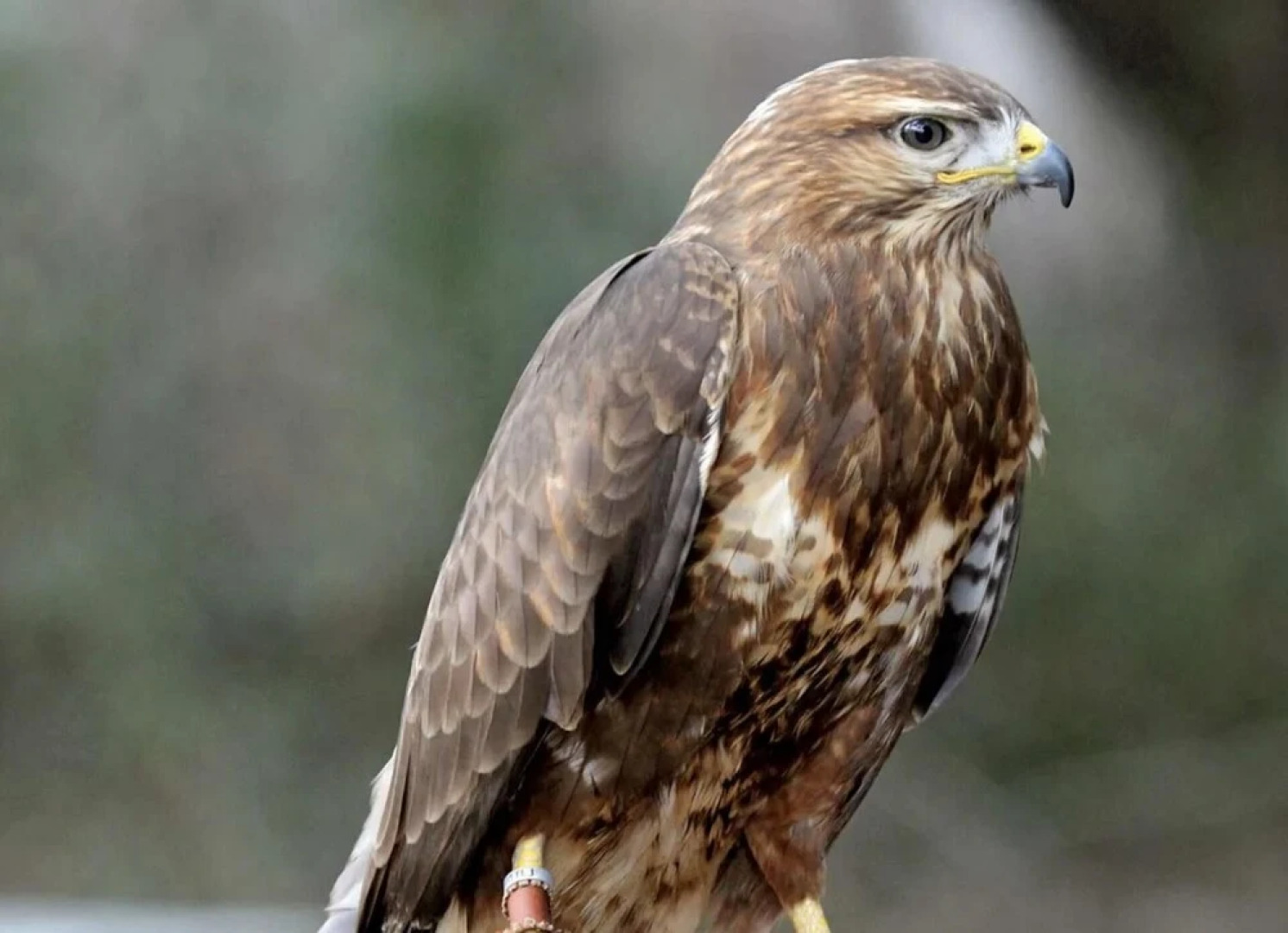 Freshwater - Hot Tub - Pet Friendly - Garden