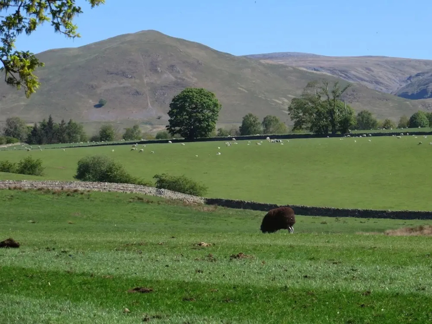 Shepherds View