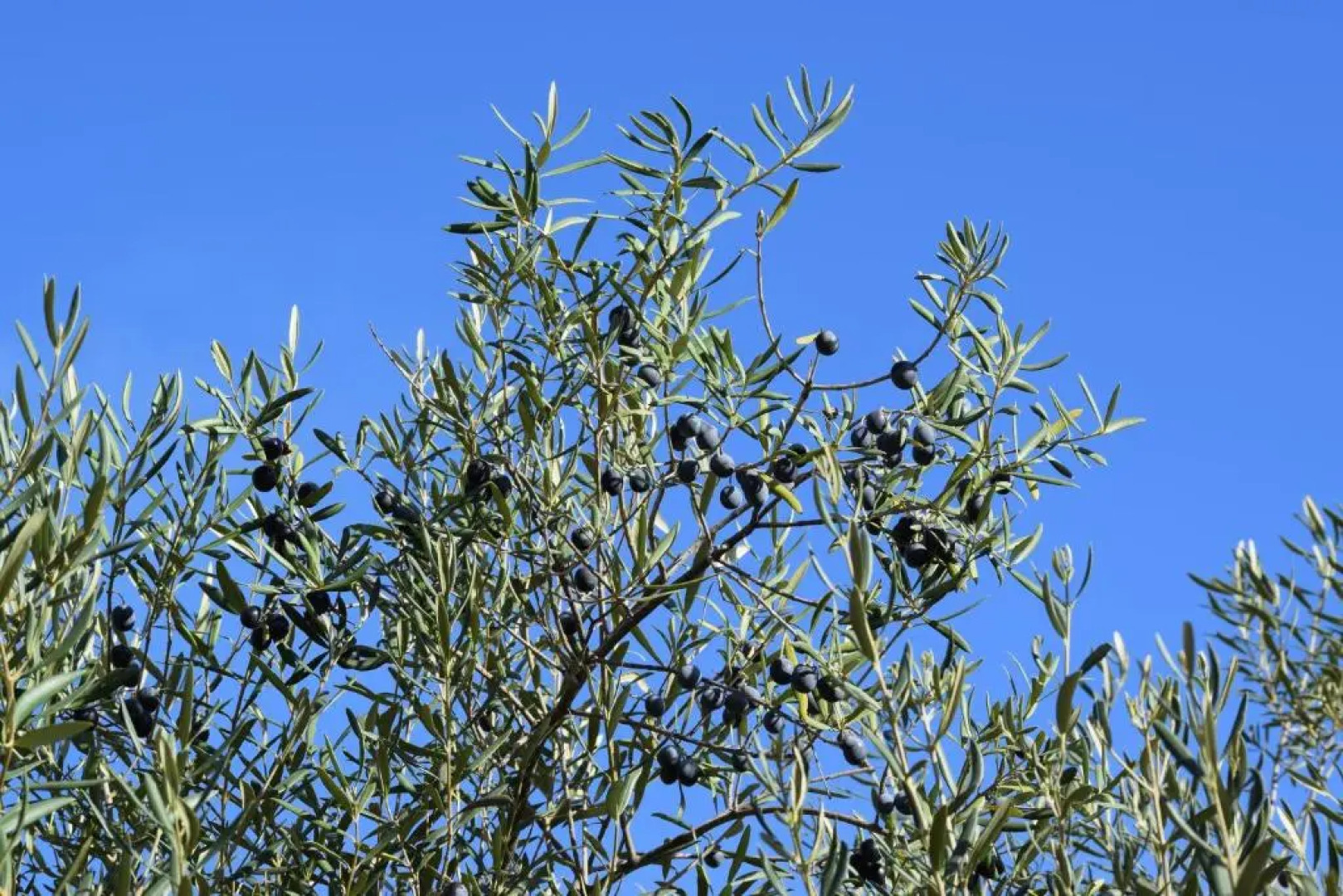 Casa El Corasueño b&b