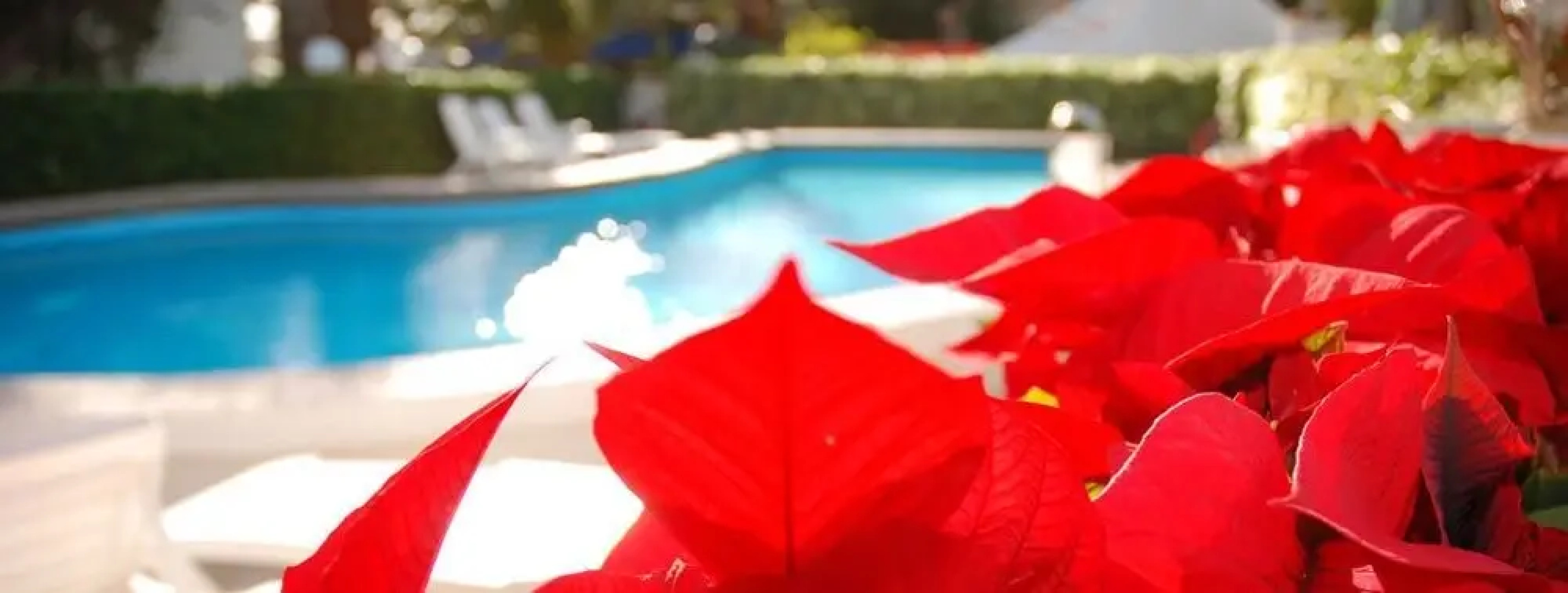 Camping & Bungalows Estanyet