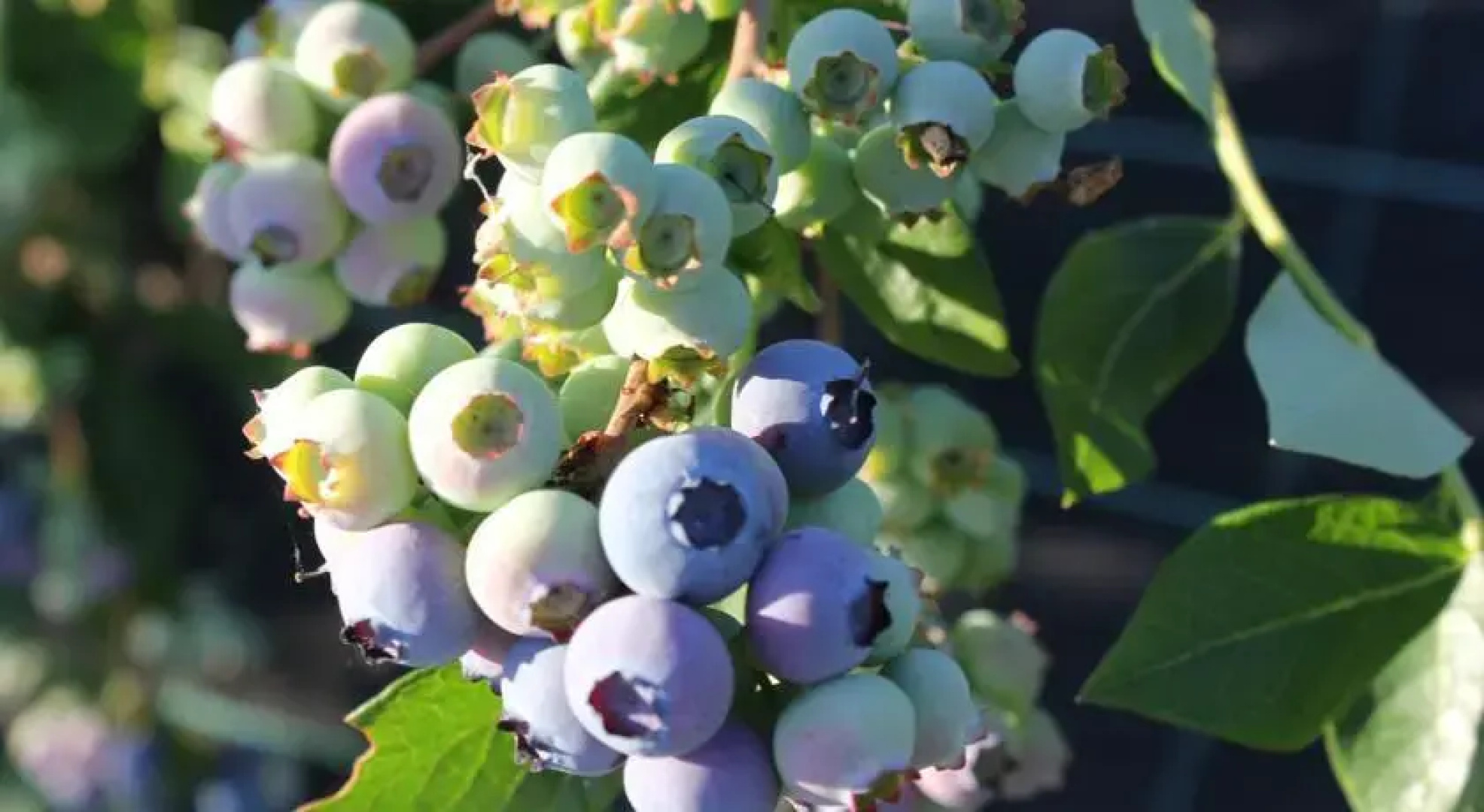 Quinta dos Carvalhais