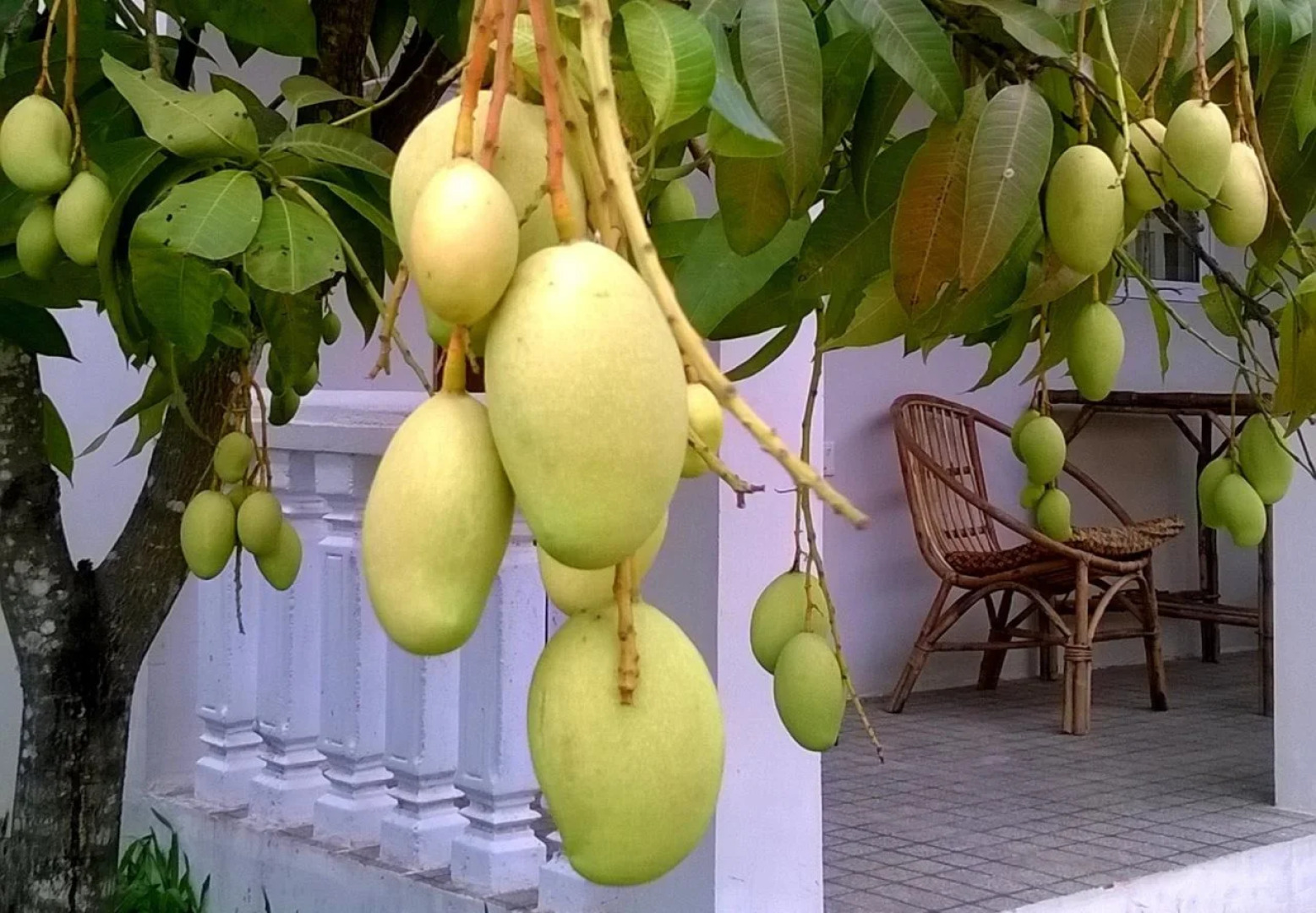 Nice Dream Bungalows