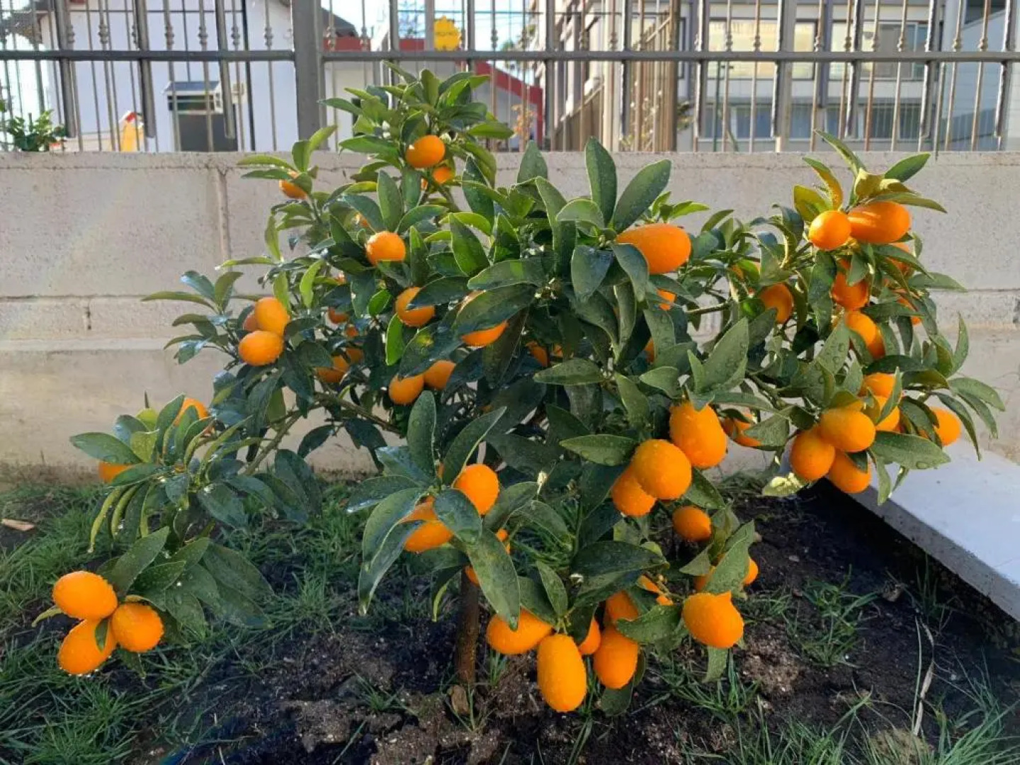 The Great Beauty Apartment