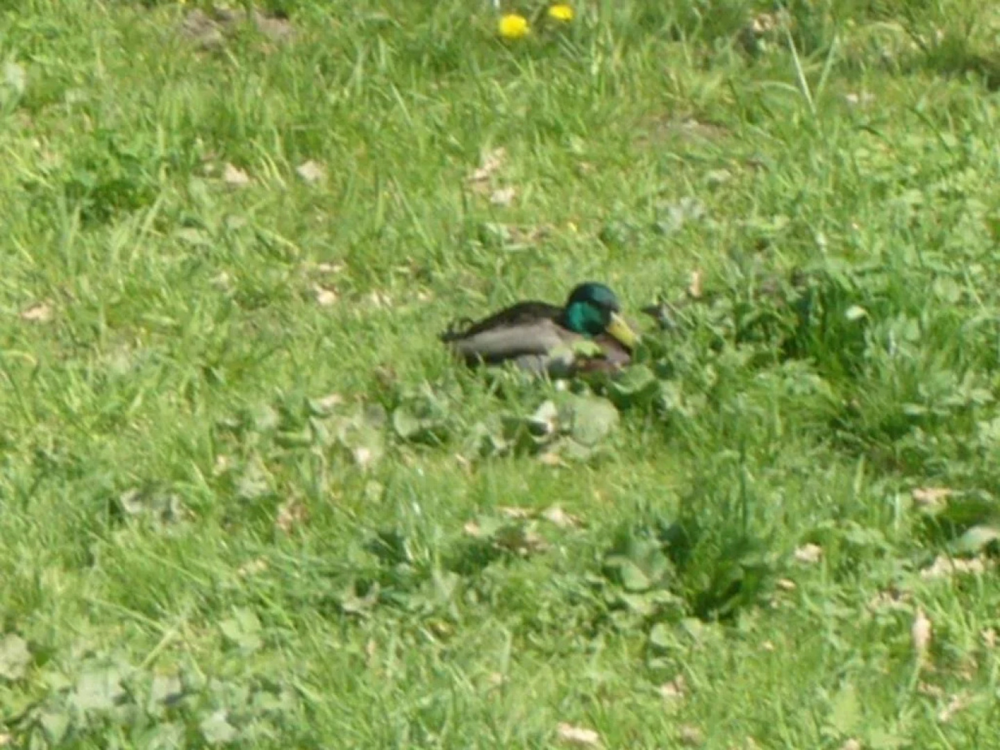 Guest House Splávek