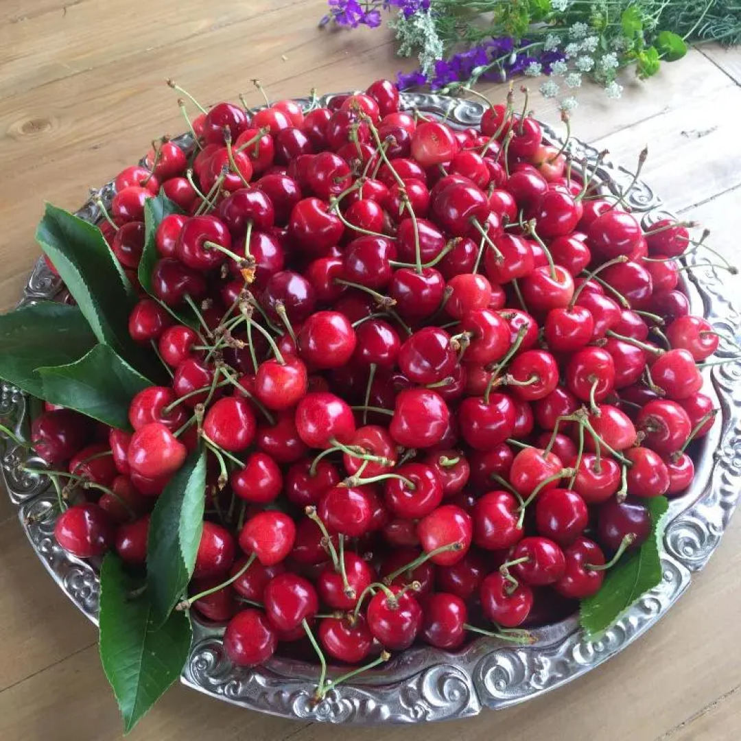 Apple Tree Family Home (ECO)