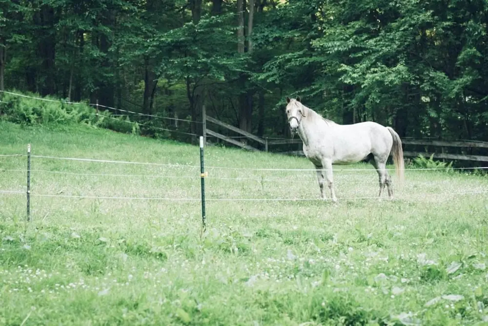 Tentrr - Whippoorwill Woods