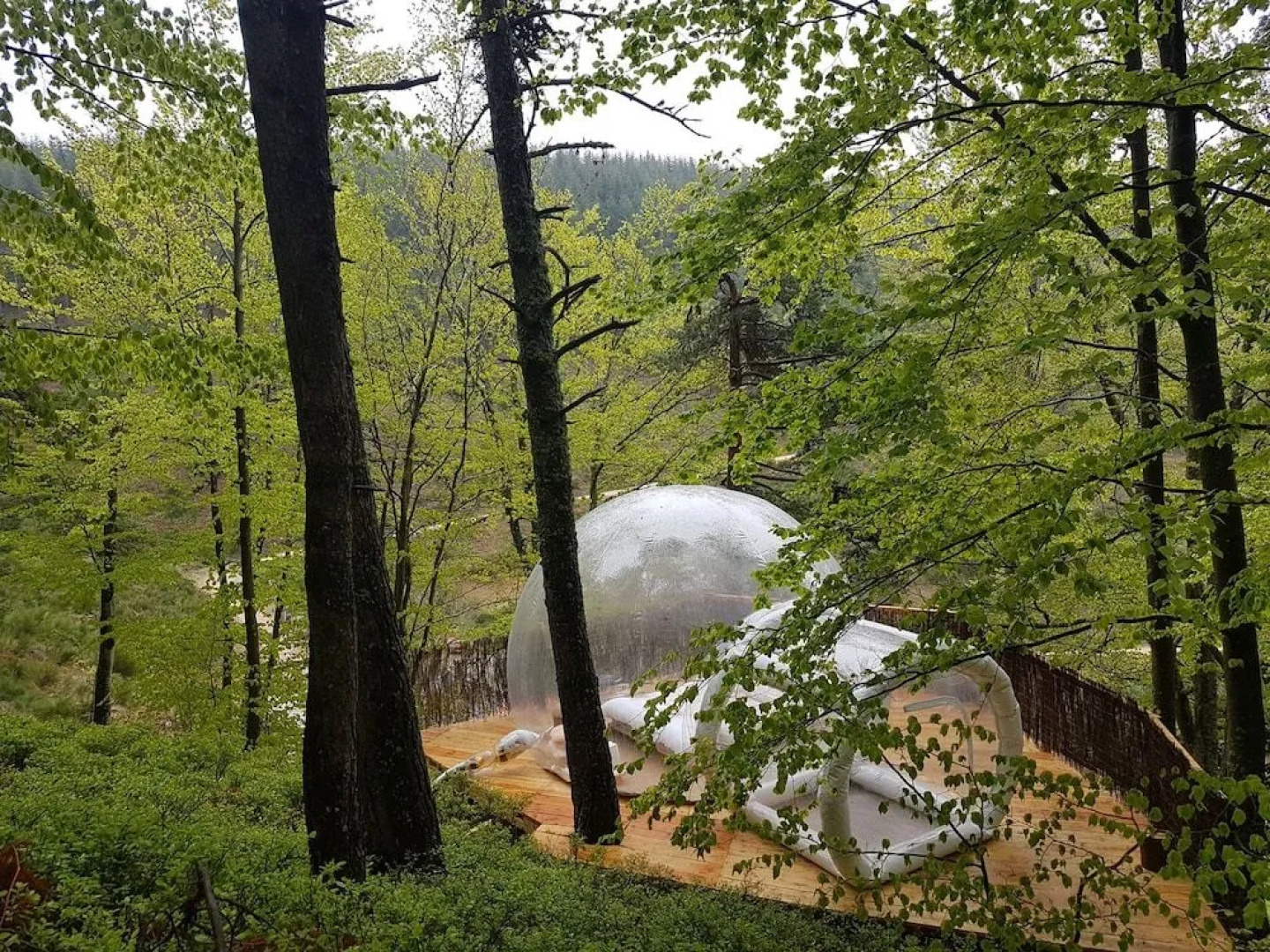 La bulle transparente - La Myrtille