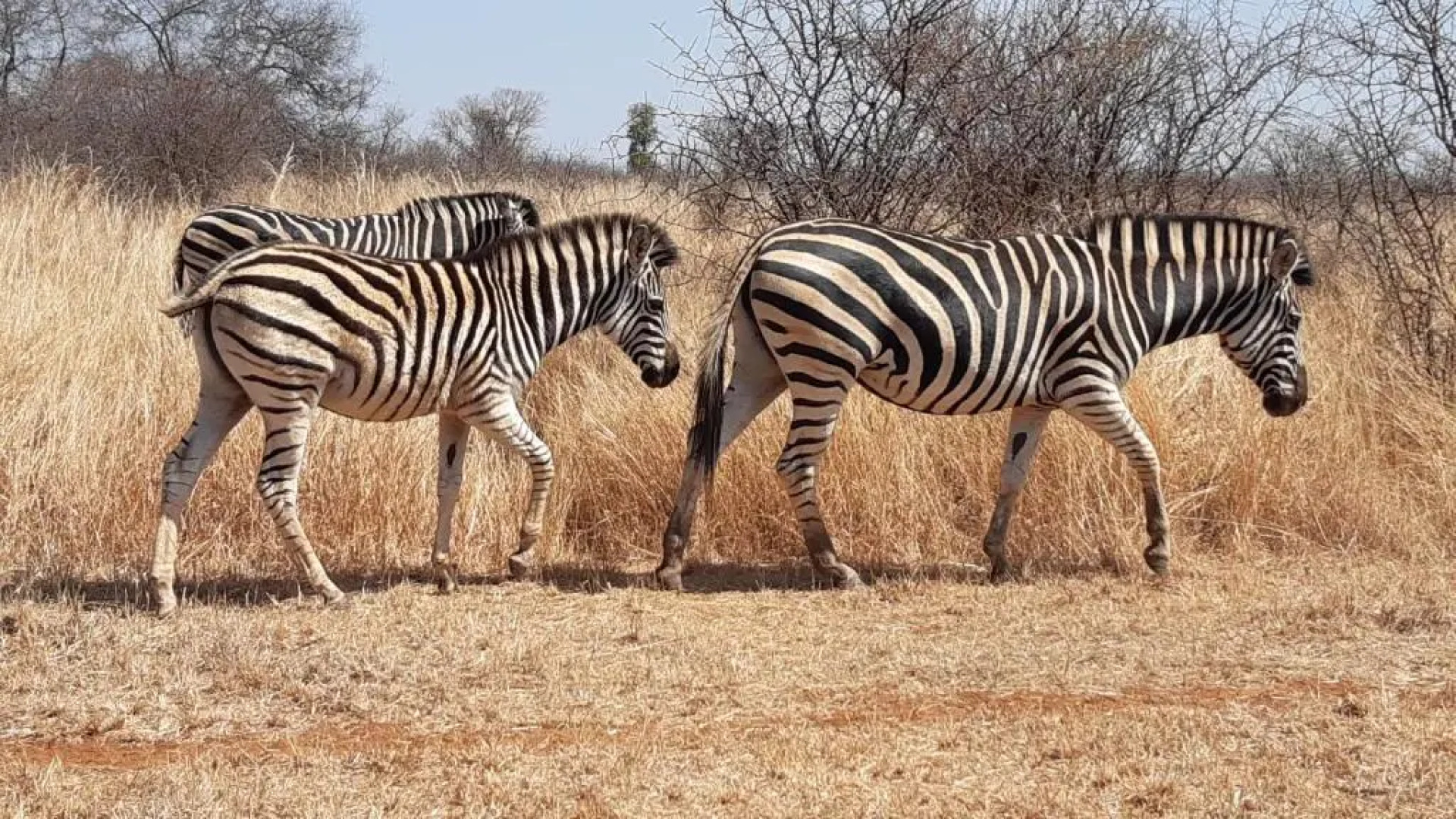 Sondela Nature Reserve & Spa Moselesele Tents