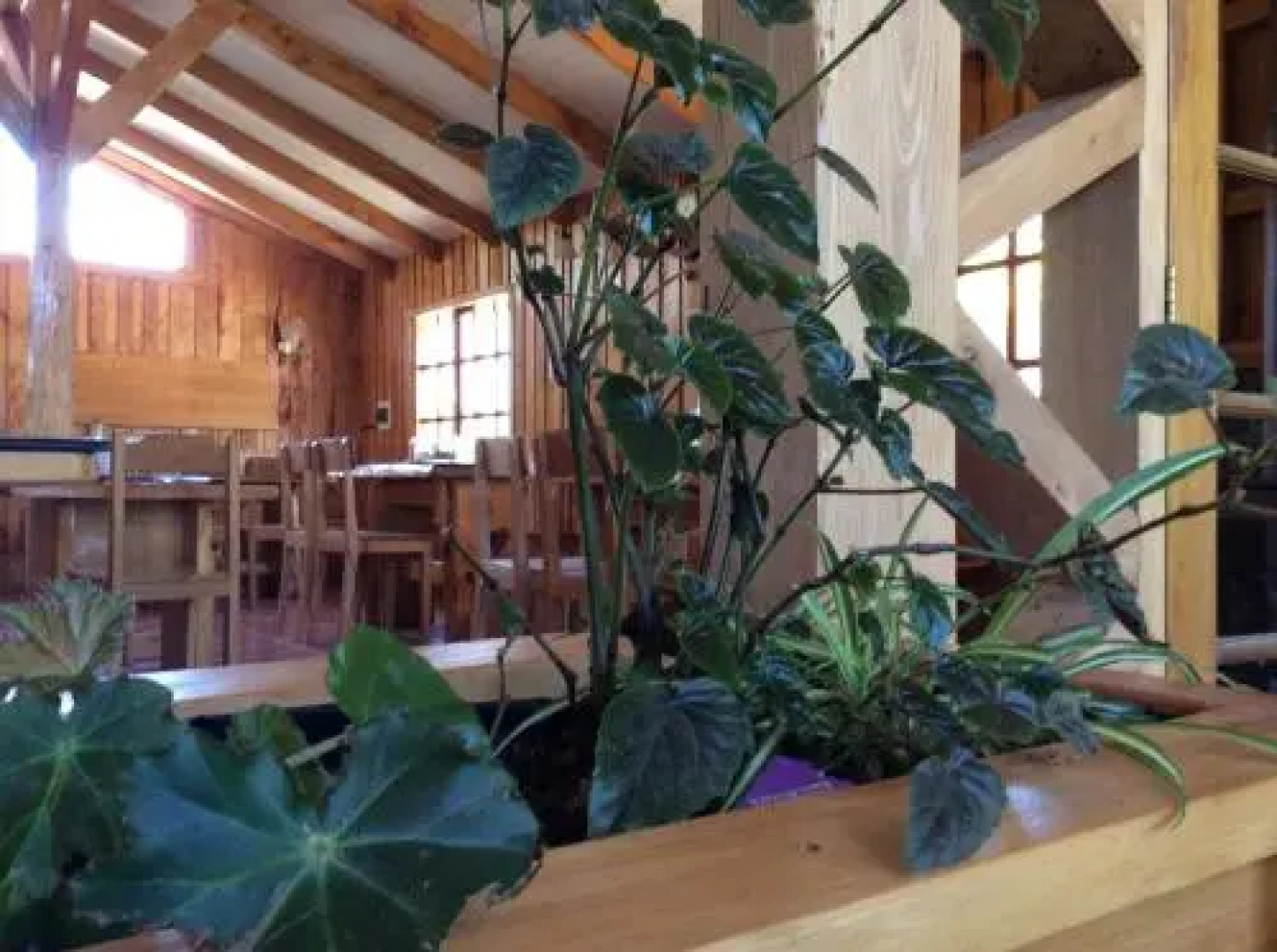 Los Mañíos Del Queulat