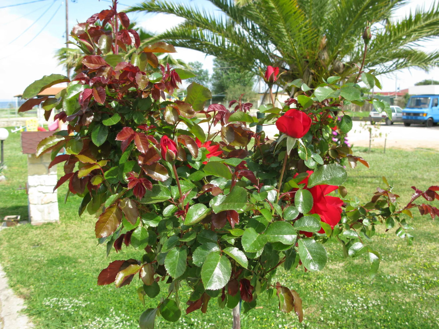 Sea View Apartment Hotel