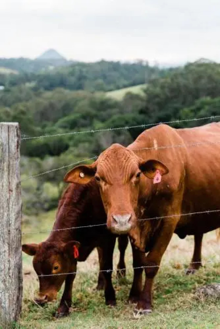 Thirlestane Farm Cottage