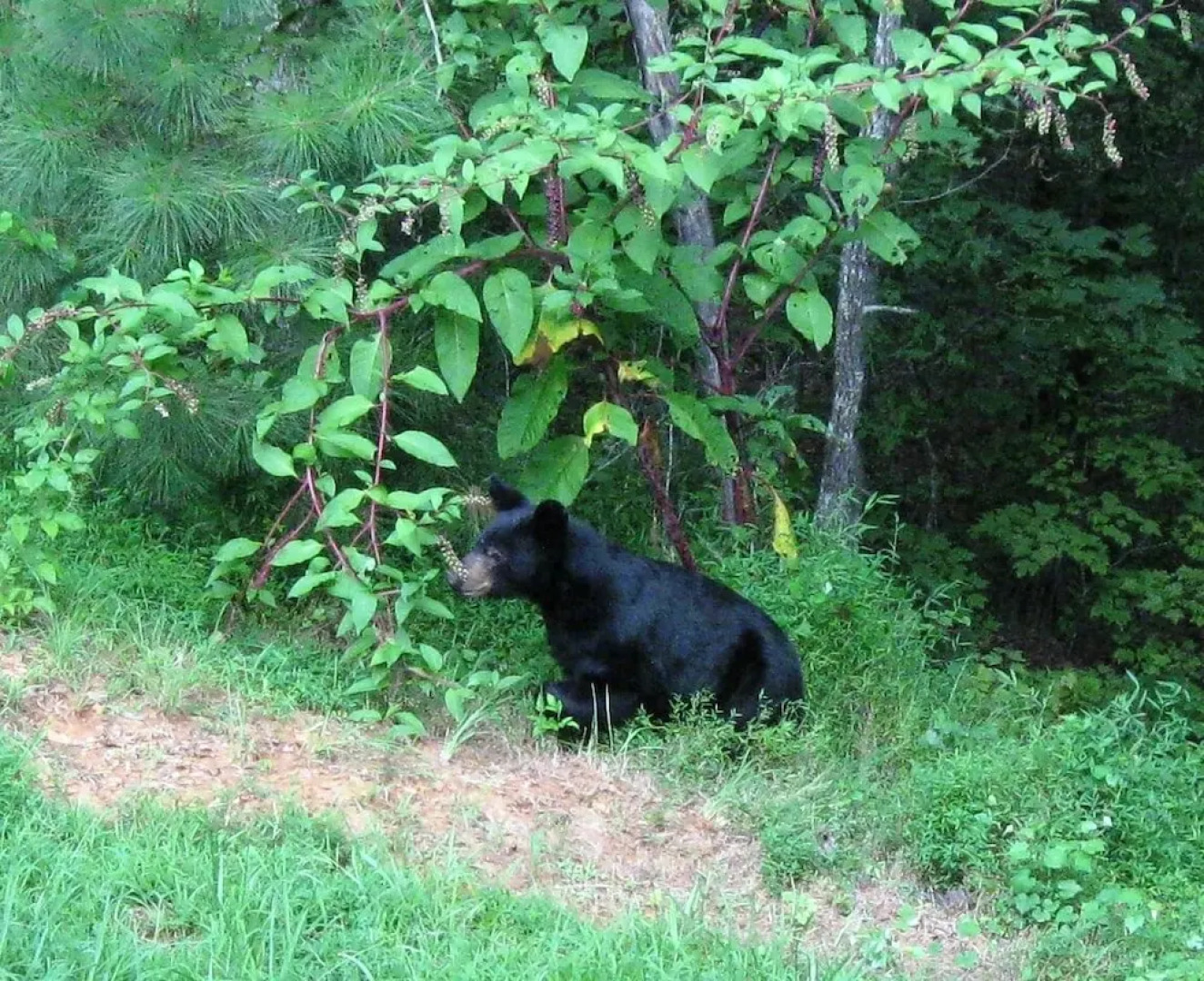 The Villas at Coosawattee River Resort