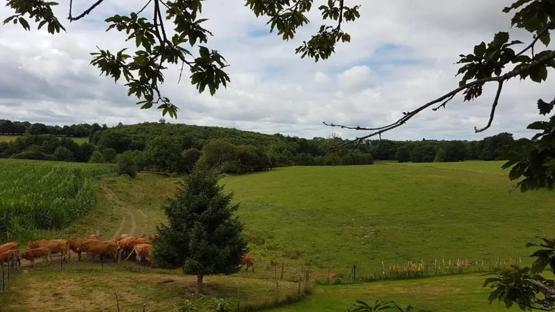 La Thibaudiere Tilleul