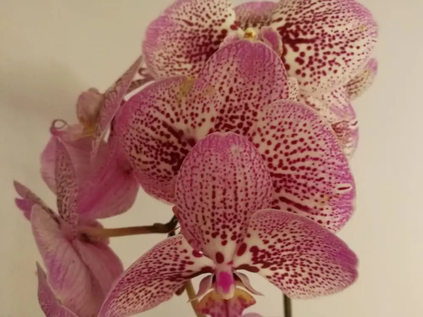 Rural House Pikukoborda