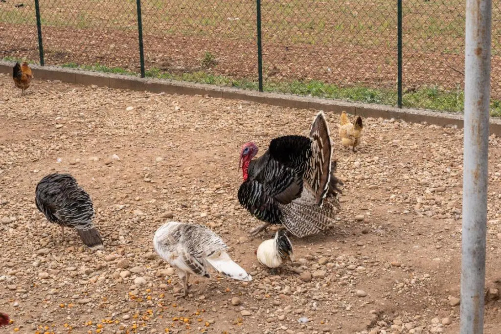 Agriturismo Pozzo Fiorito