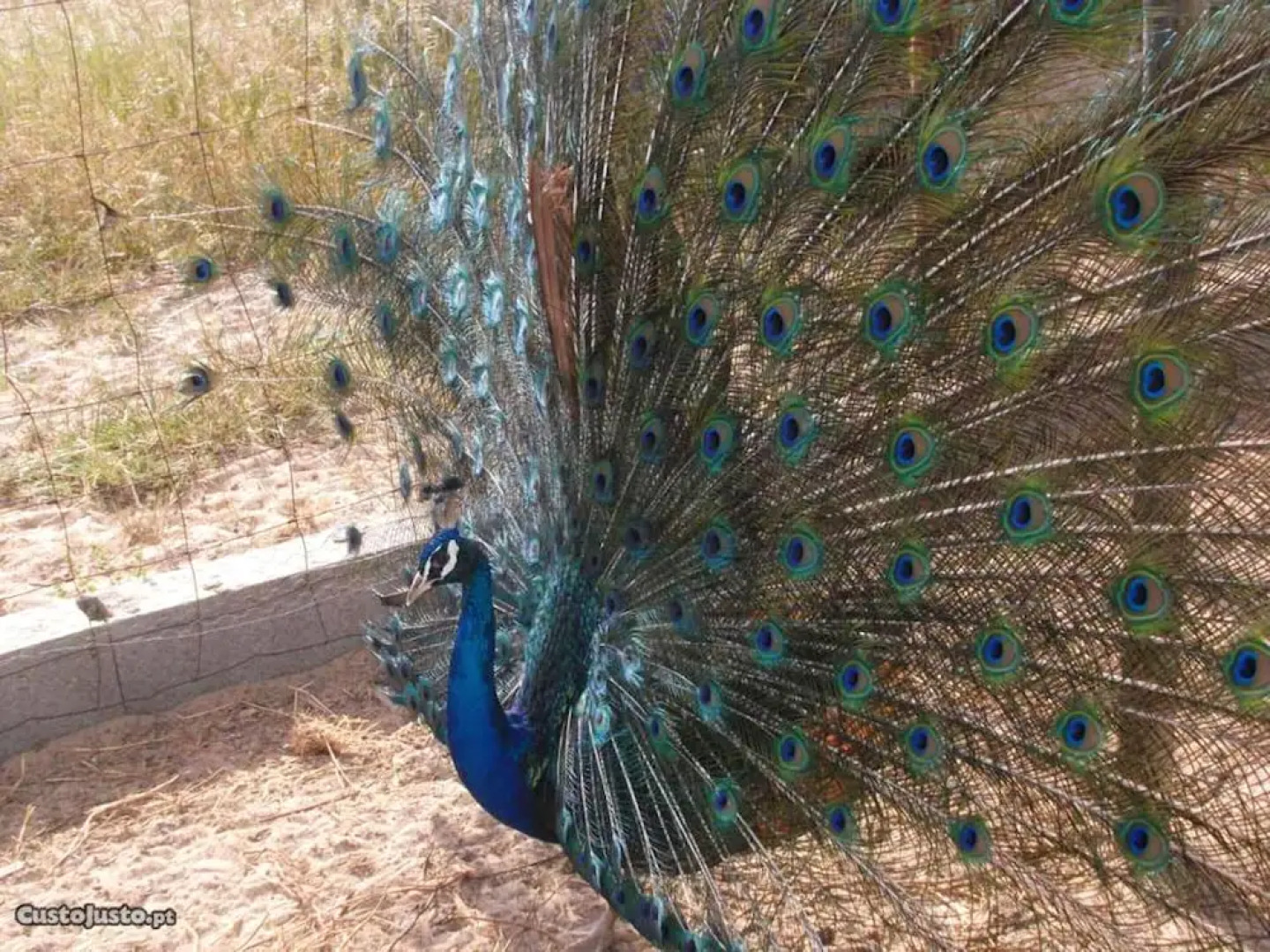 Villa Rua Tiradores Cortiça