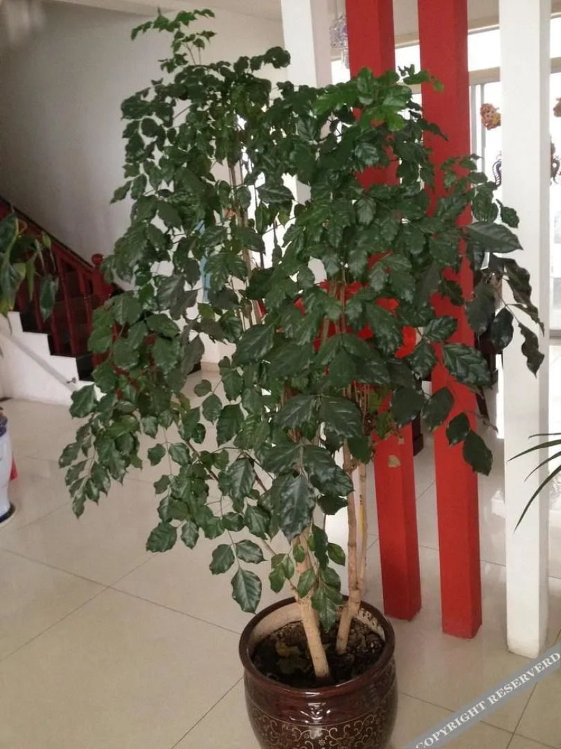 Yangcheng County Gucheng New District Agricola