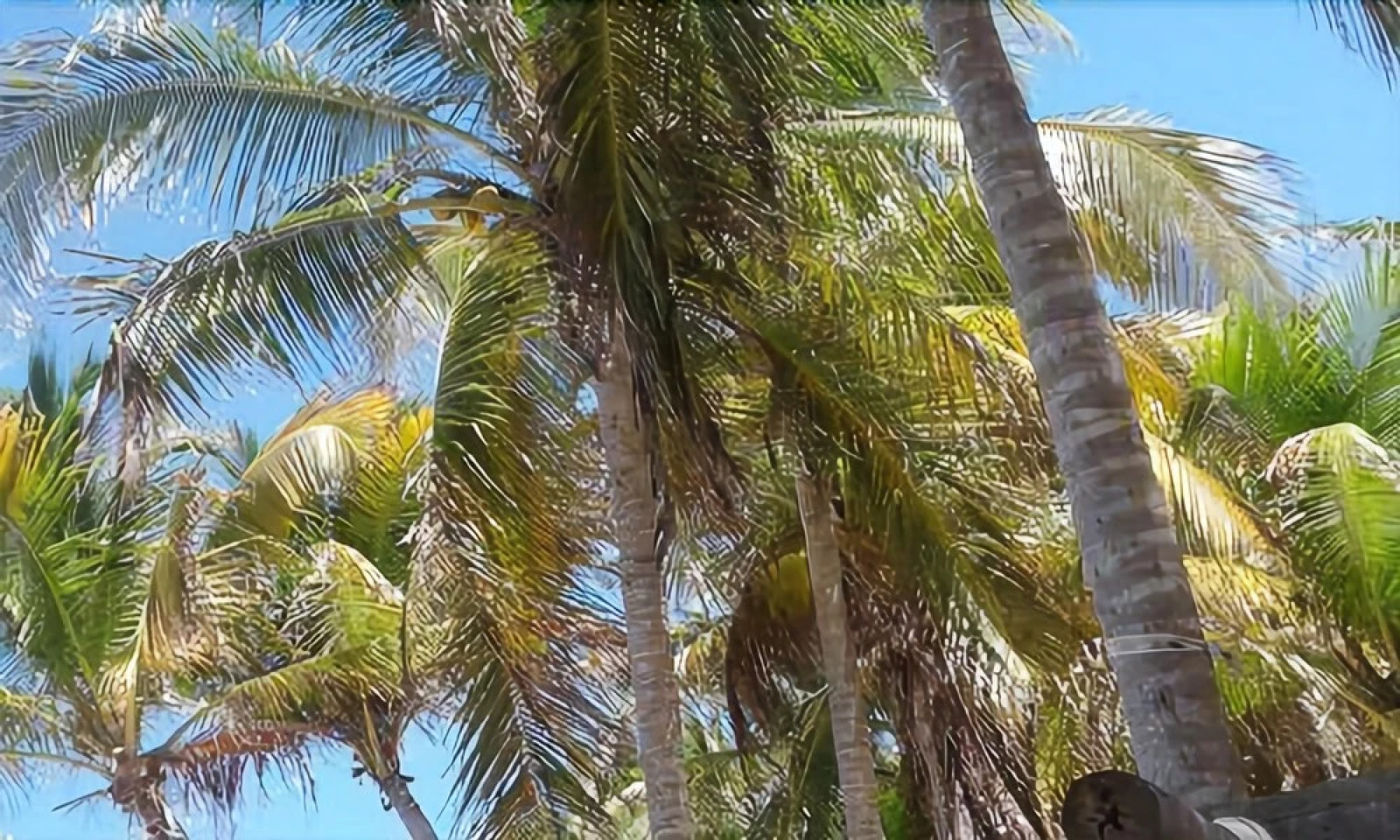 Allamanda Beach Club by RedAwning