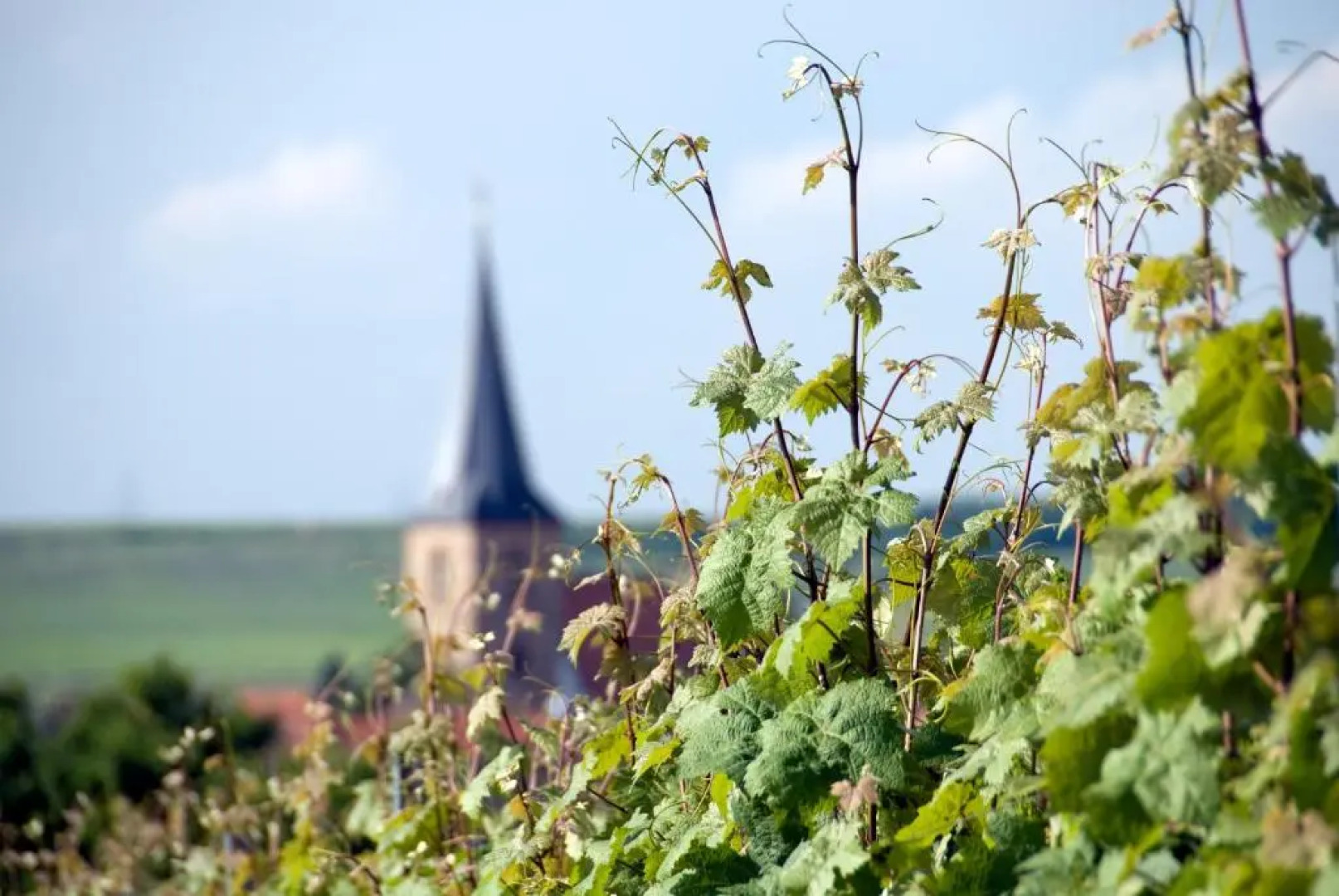 Bärengasse Apartments