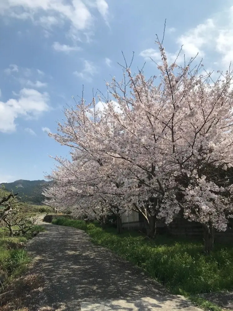 Yamanobenomichi teku teku