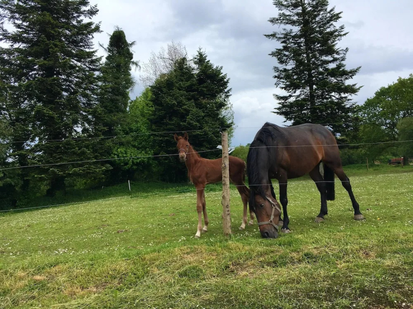 House With 2 Bedrooms in Plounérin, With Pool Access, Furnished Garden