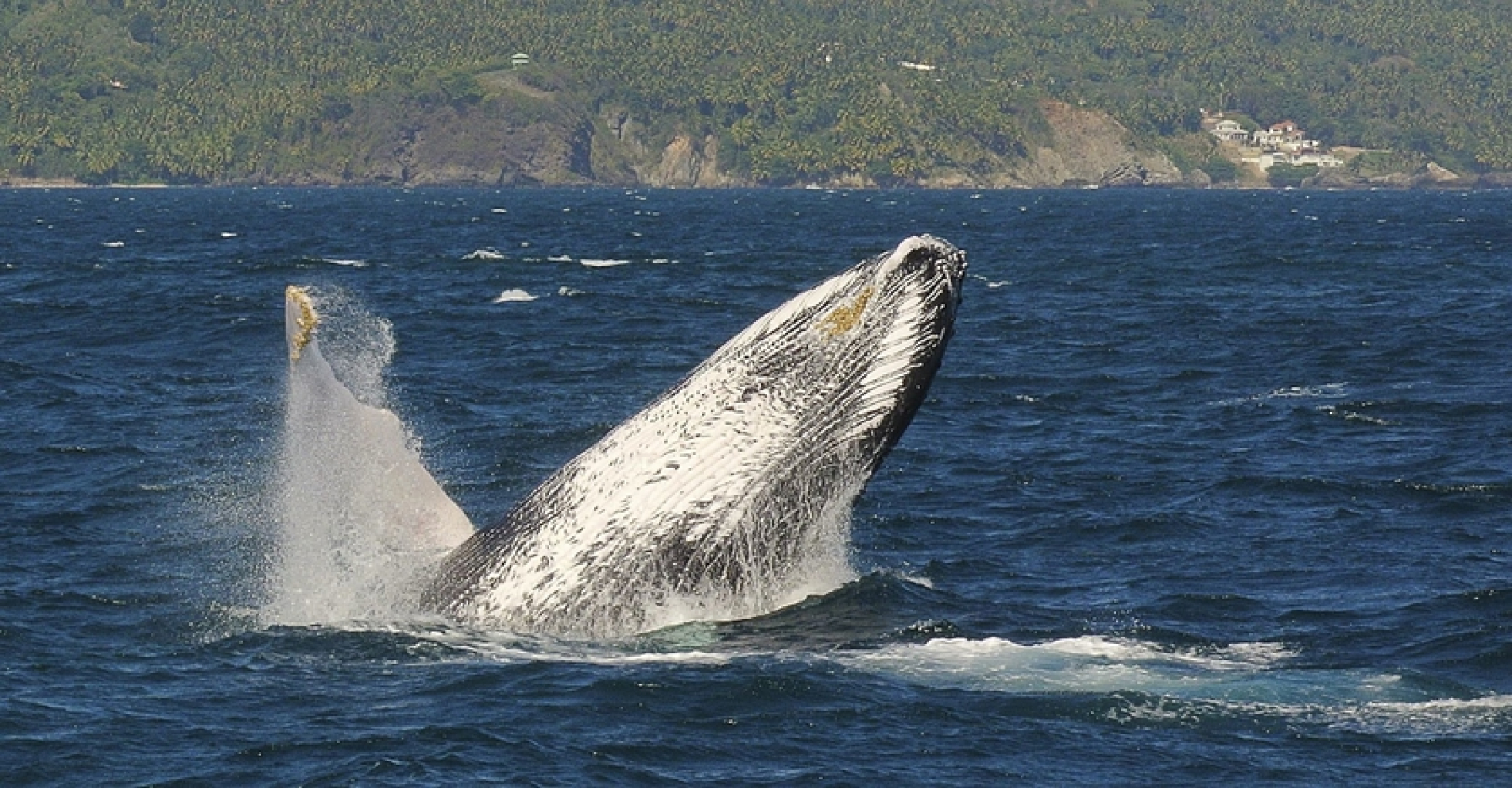 Las Ballenas Escondidas