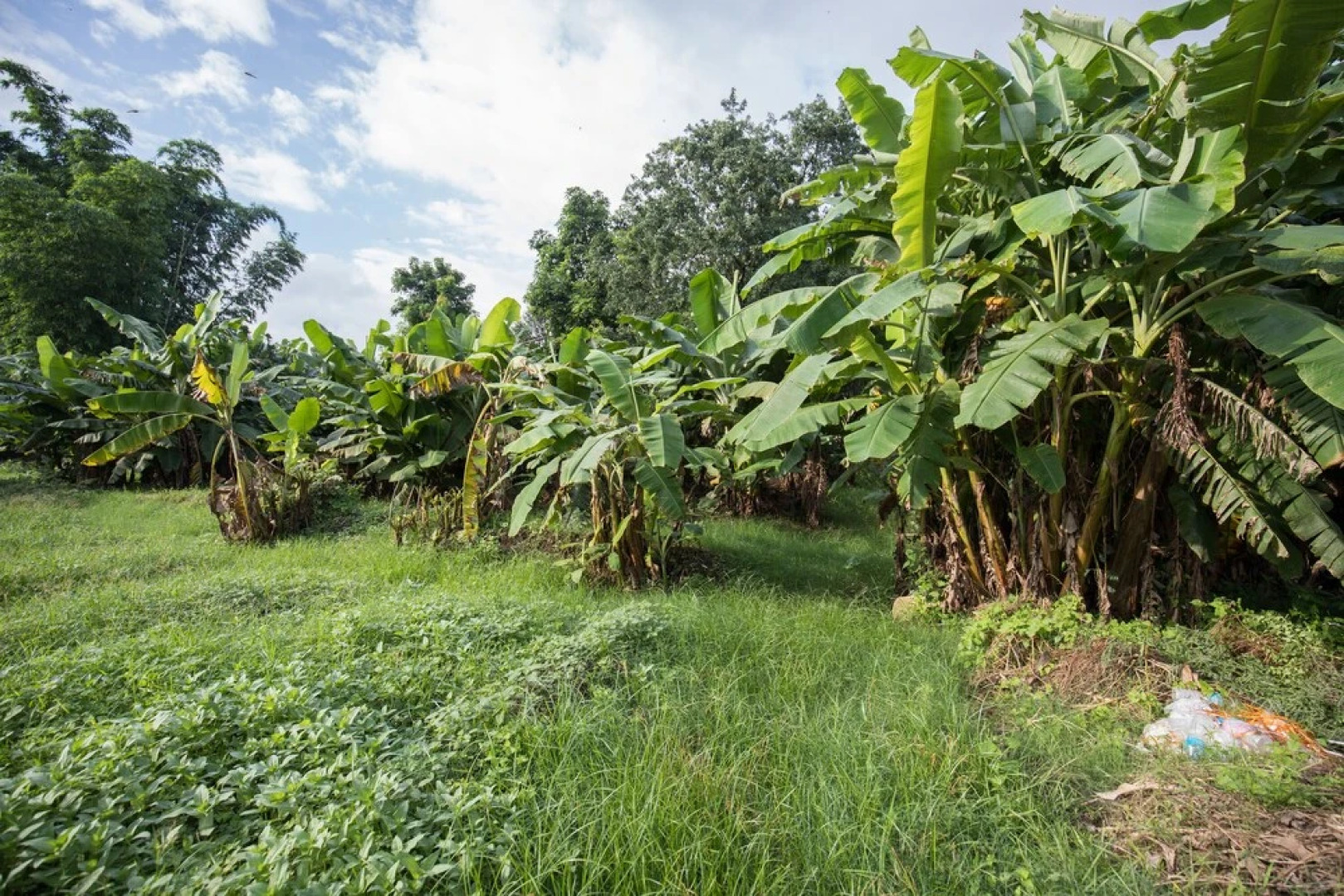Avocado and Orchid Resort