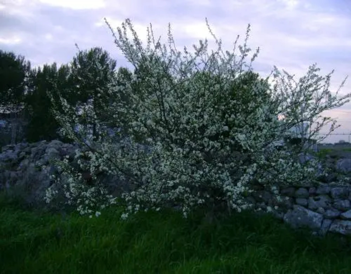 Masseria Cassiere B&B