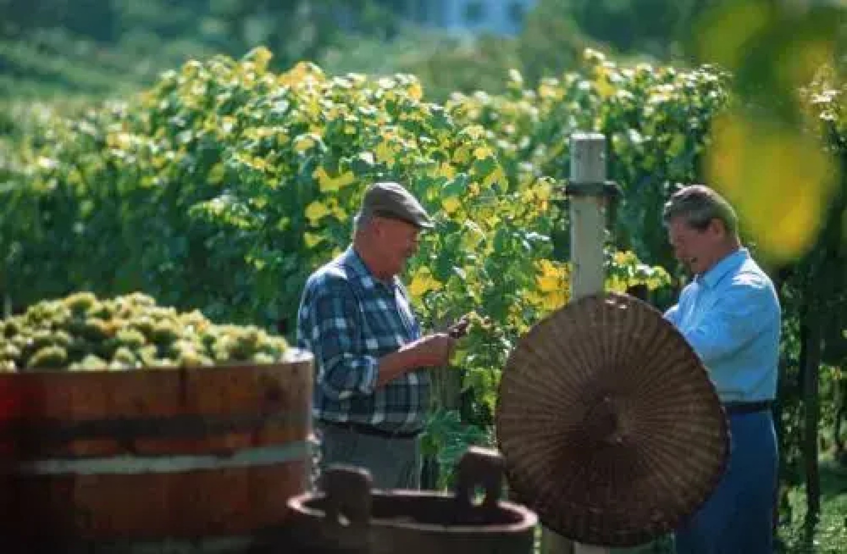 Gasthof Hotel Zum Weinberg