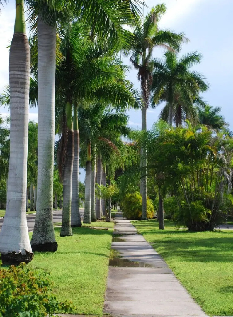 The Pineapple Cottage