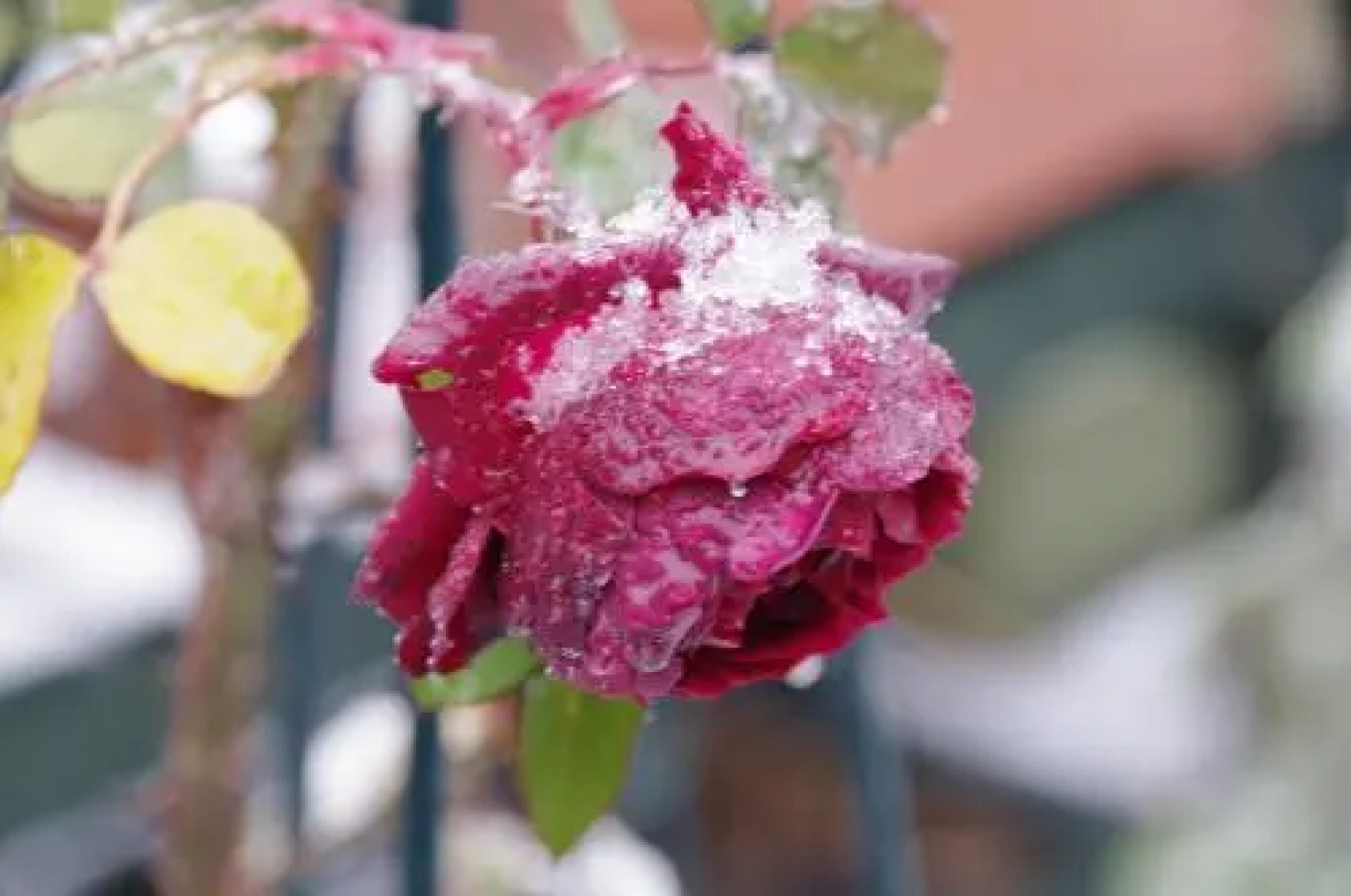 Petit Hotel of Log House Tombouctou