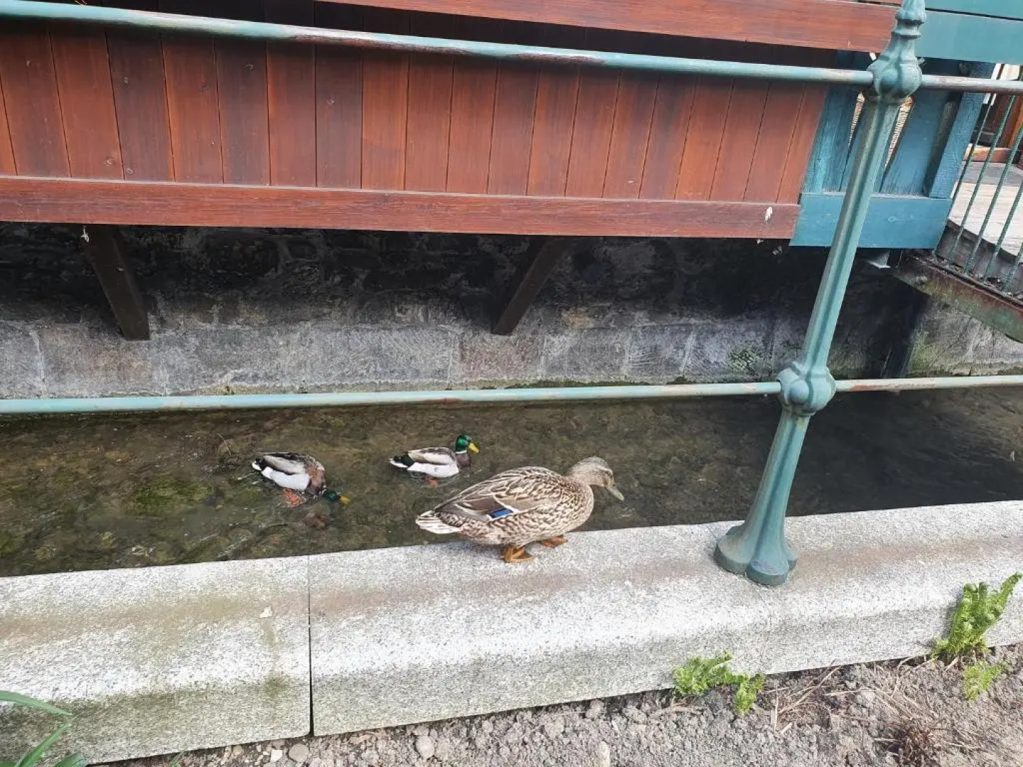 Apartamenty Magiczna Wenecja