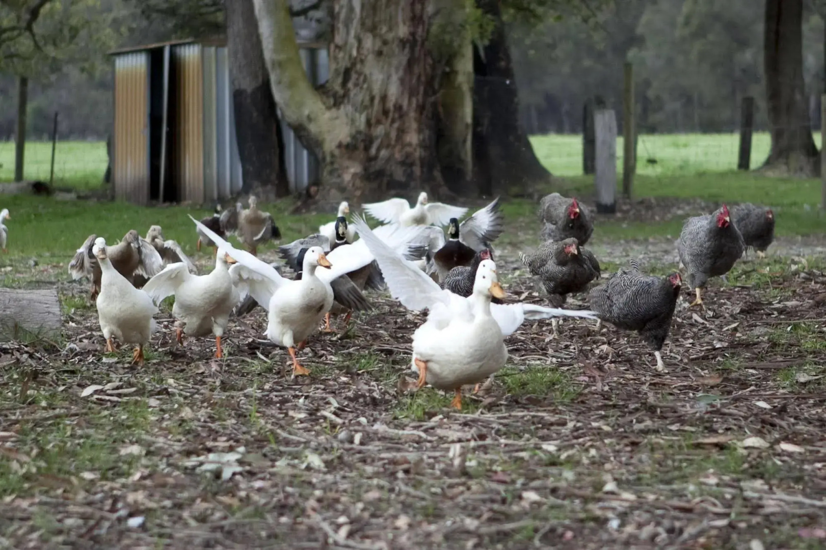 Diamond Forest Farm Stay