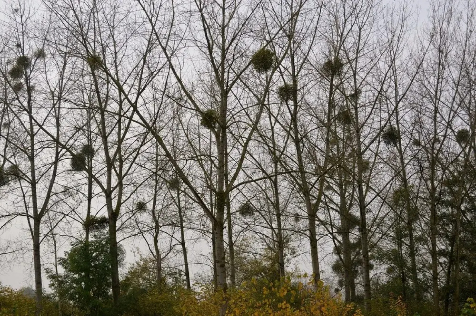 Vakantiewoning De Pluktuin