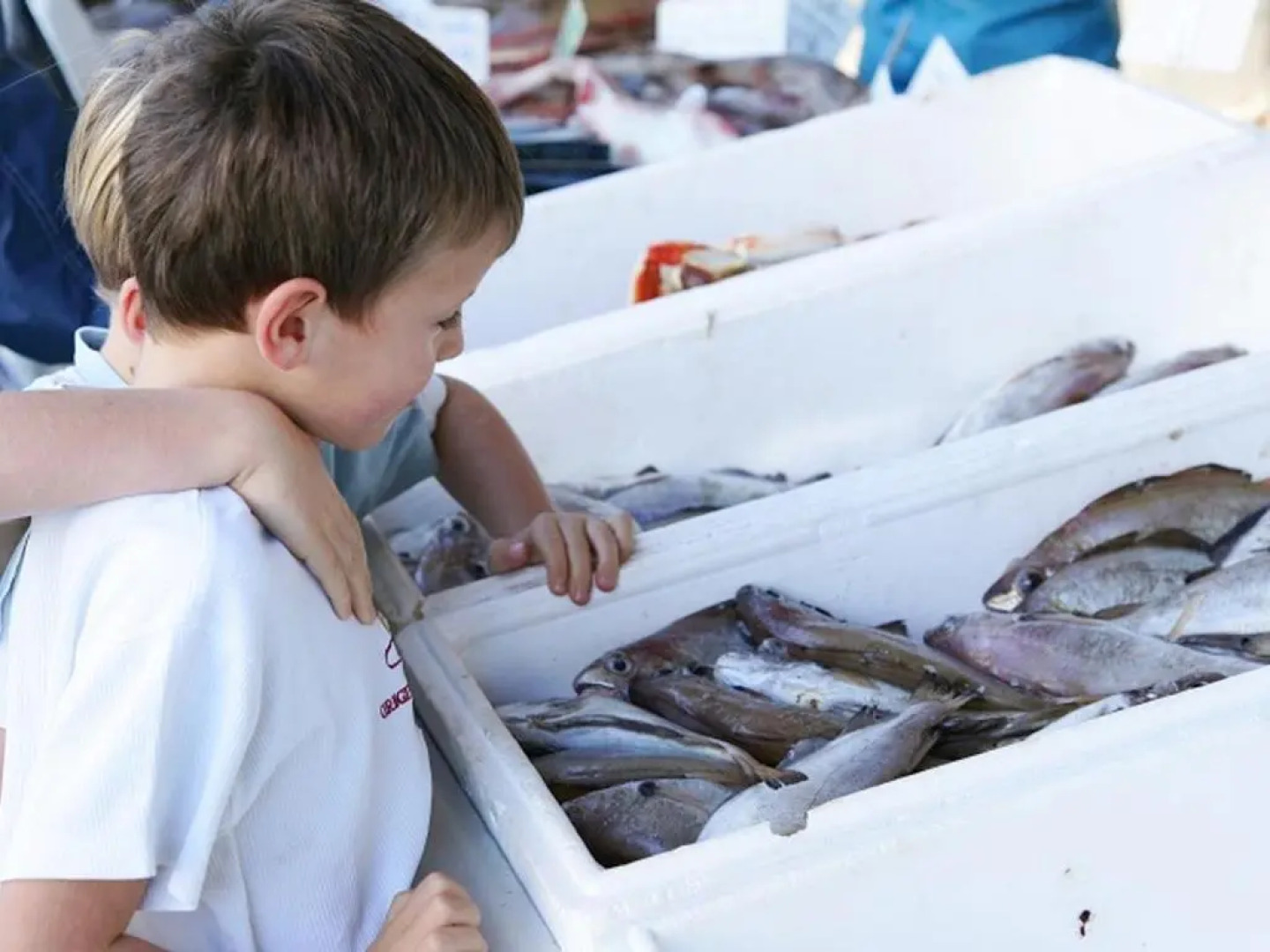 Gîte Ambleteuse, 3 pièces, 4 personnes - FR-1-376-49