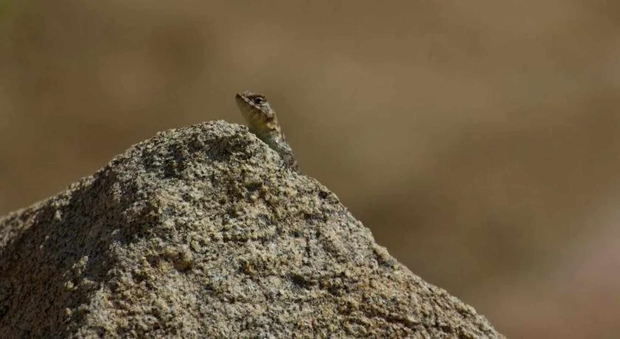 Encuentro Guadalupe, formerly known as Hotel Endemico