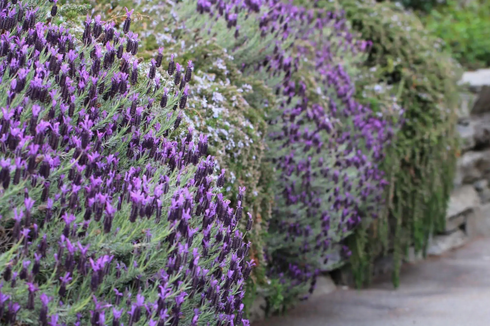 The Shan's Luxury Lodge