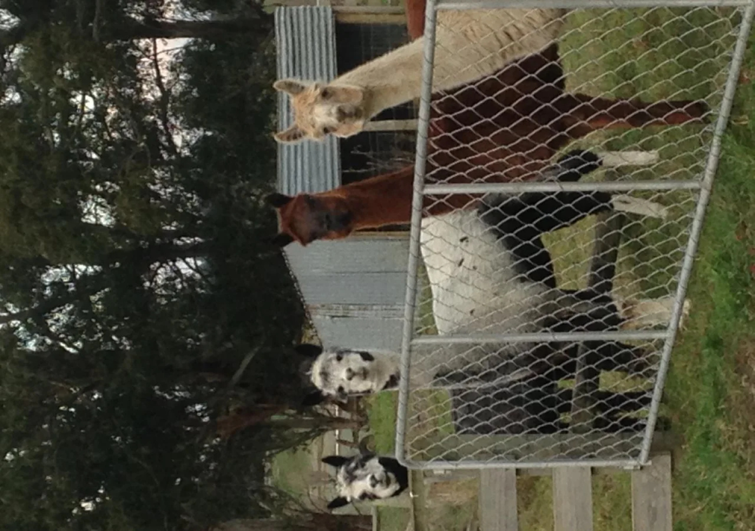 Gumtree Farmstay