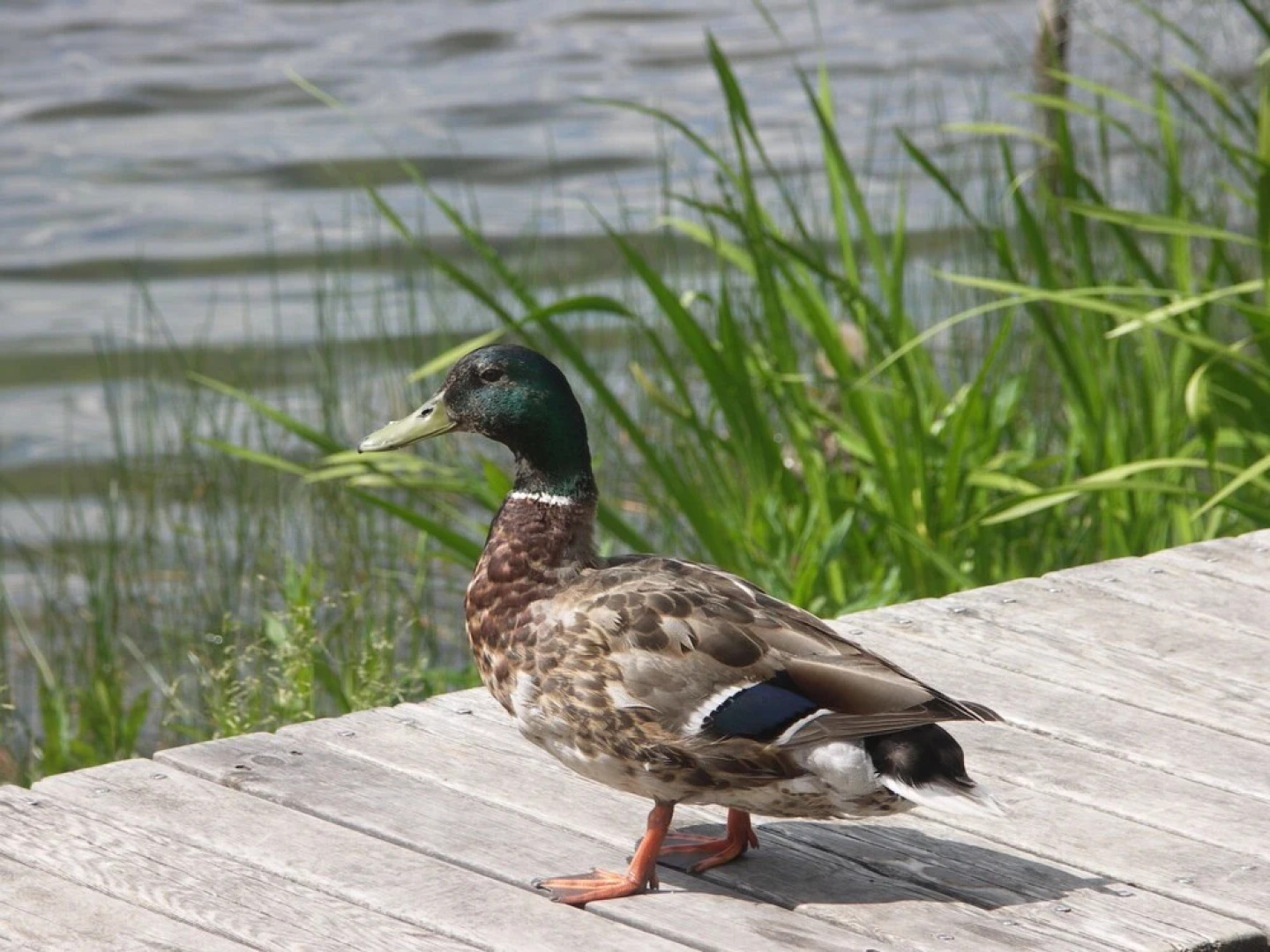 Gasthof & Fleischerei Endler