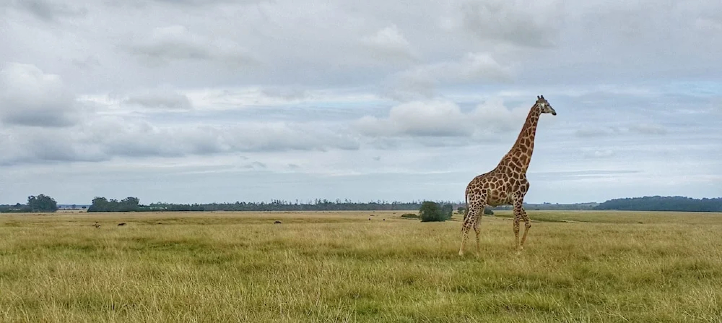 Plettenberg Bay Game Reserve