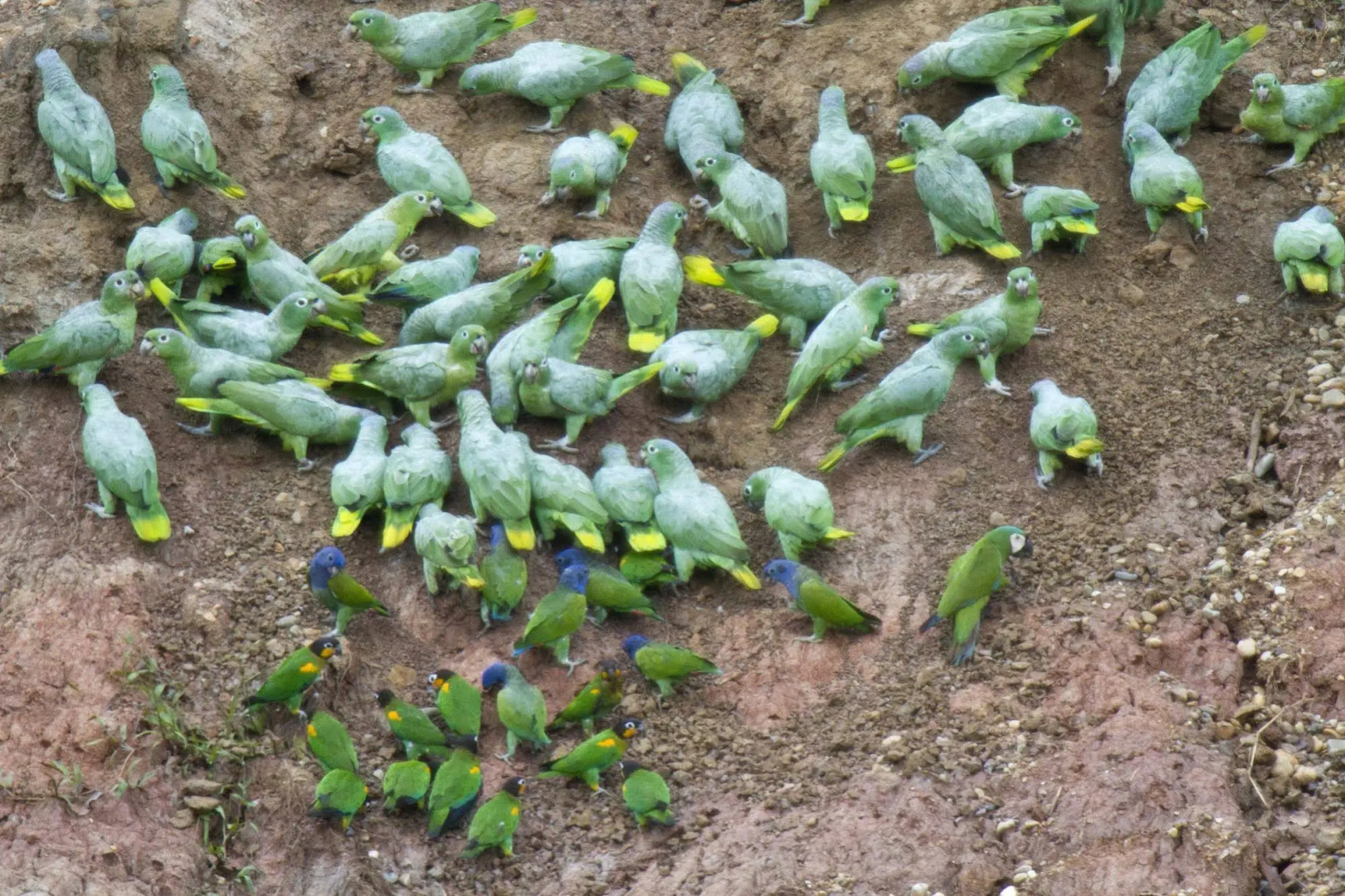 Tambopata Research Center