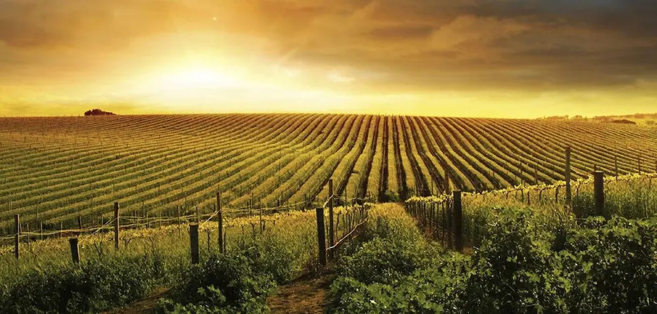 Les Jardins de Champagne I