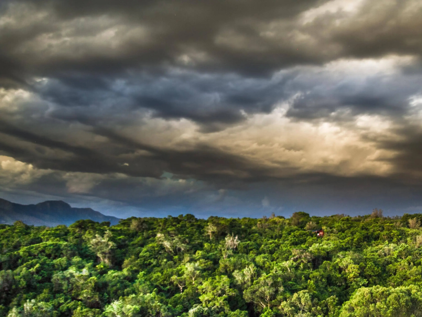 Teniqua Treetops